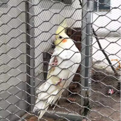 Flexible Stainless Steel Wire Rope Mesh for Zoo Security Fence Aviary Protective Net