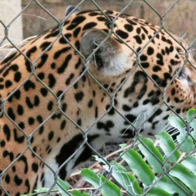 304 316 316L স্টেইনলেস স্টীল তারের দড়ি চিড়িয়াখানা বেড়া জাল