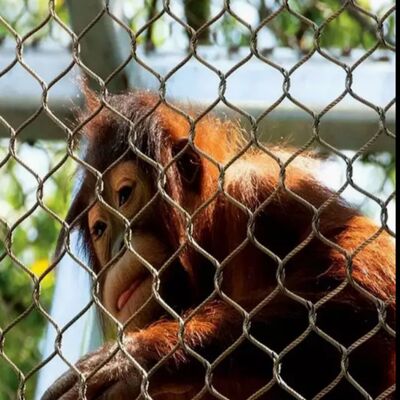 ক্ষয় প্রতিরোধী তারের দড়ি জাল সুরক্ষা নেট সুরক্ষা প্রকল্পের জন্য উপযুক্ত