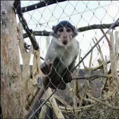 316 নমনীয় স্টেইনলেস স্টীল এক্স ঝোঁক তারের জাল জন্য চিড়িয়াখানা ঘের নিরাপত্তা বেড়া