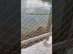 তারের দড়ি জাল বেড়া